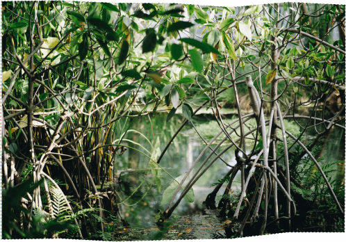 Mangrove trees