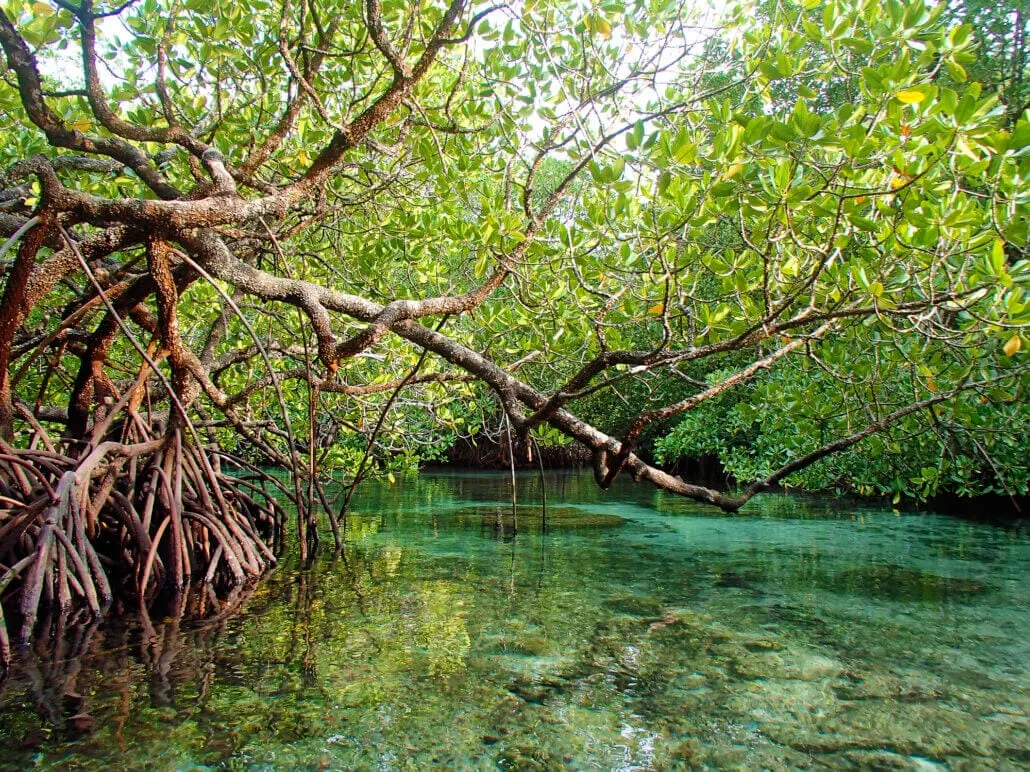 How Mangrove as a Digital Agency Gives Back