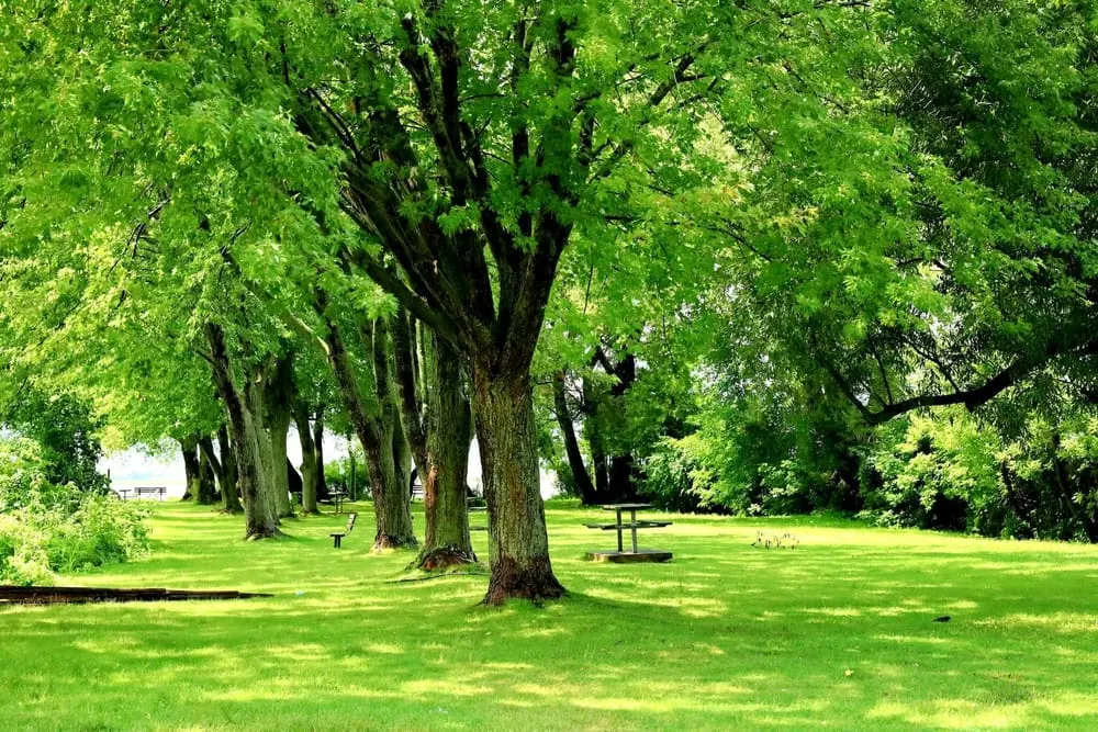 Behind Our Carbon Offsetting Approach
