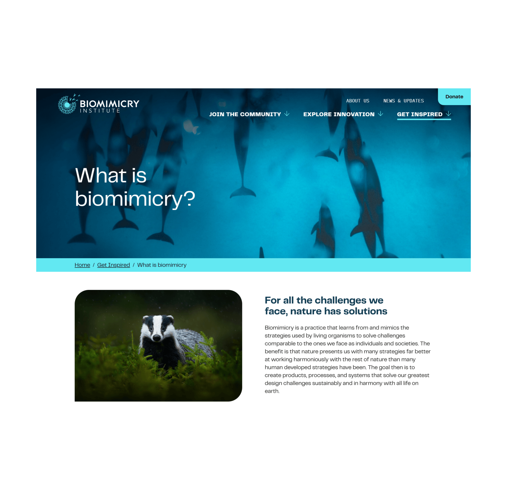 What is biomimicry page screenshot