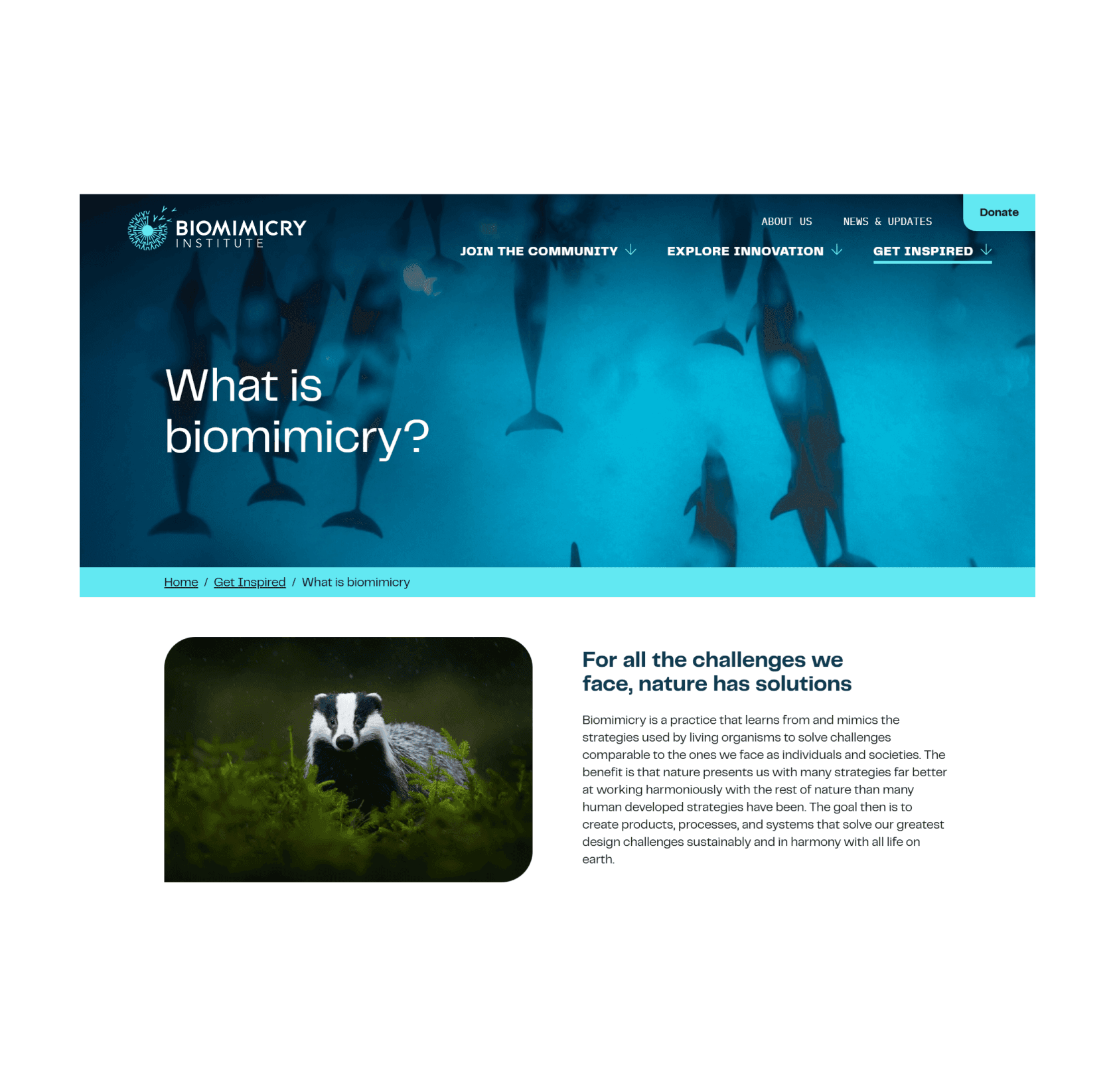 What is biomimicry page screenshot